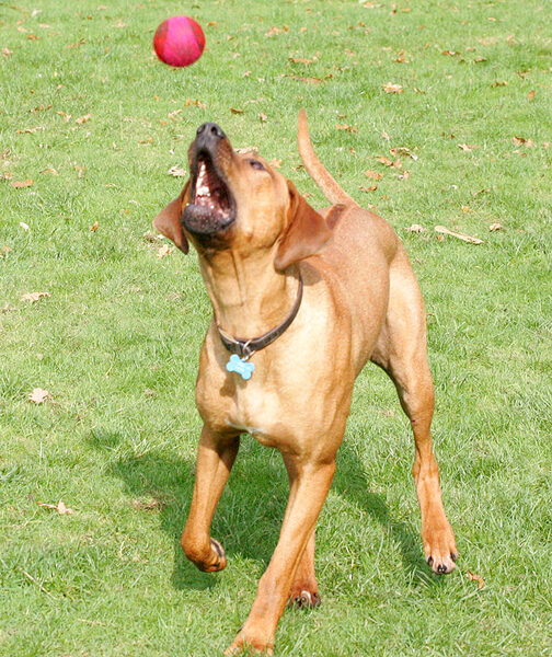 Simba perfecting his mid-air catch