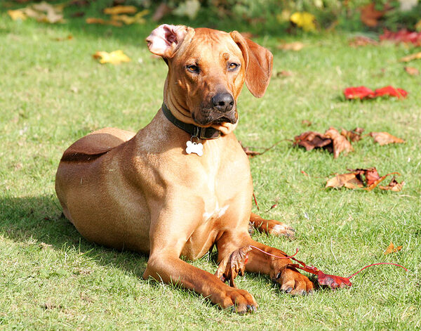 Kila in repose