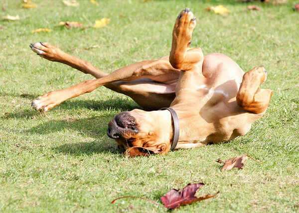 This is one way to scratch your back!