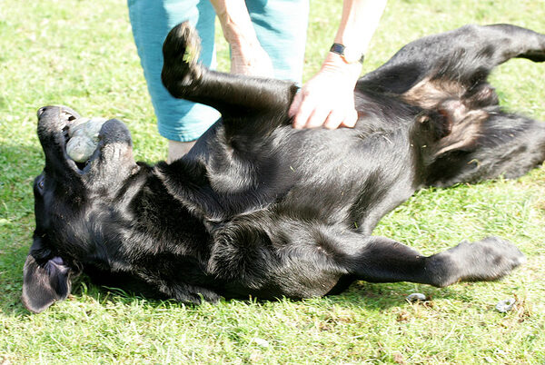 Cole Having His Tummy Rubbed