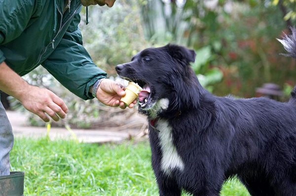 Barney Bear Enjoying An Ice Cream Cone