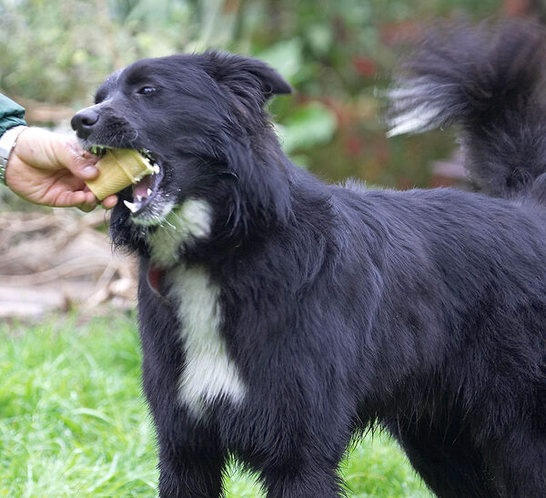 Barney Enjoying His Ice Cream