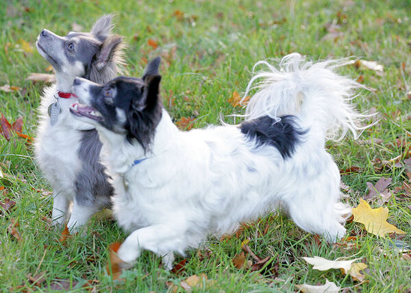 Matt & Rose at play