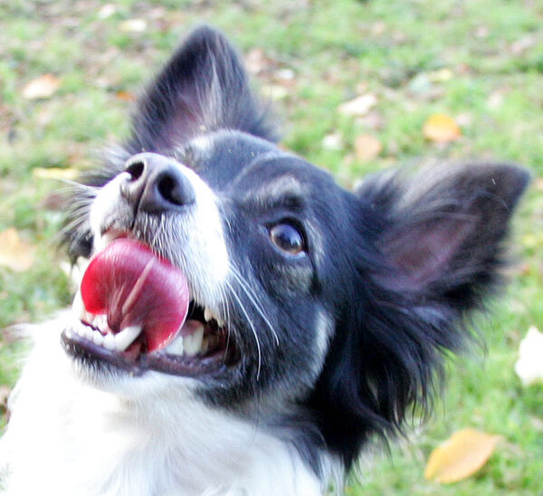 I'm licking my chops, give me the cookie NOW!