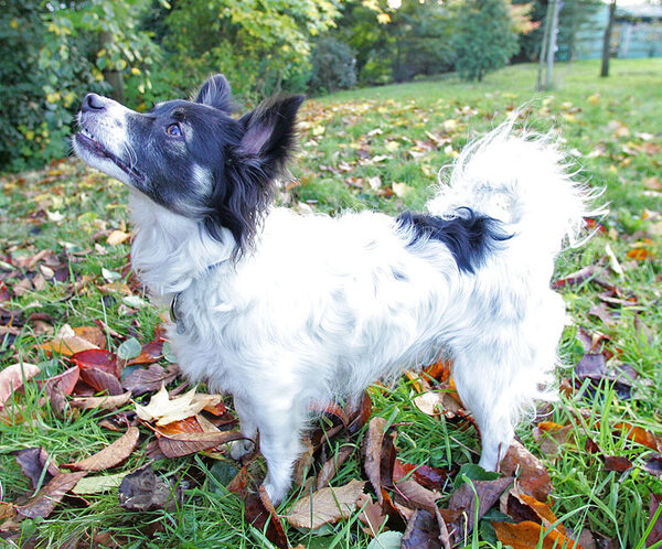 Matt amongst autumn leaves