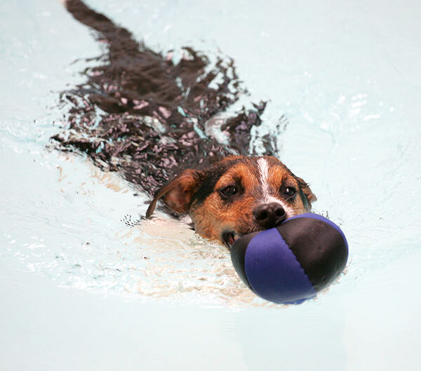Jake in the Pool