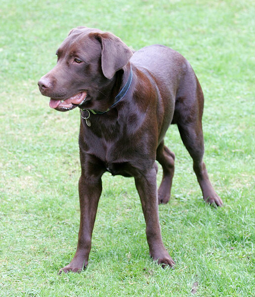 Branston