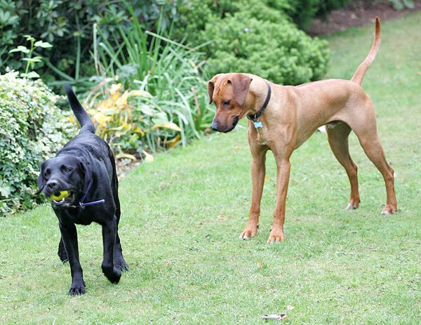 Harvey and Simba Playing Ball
