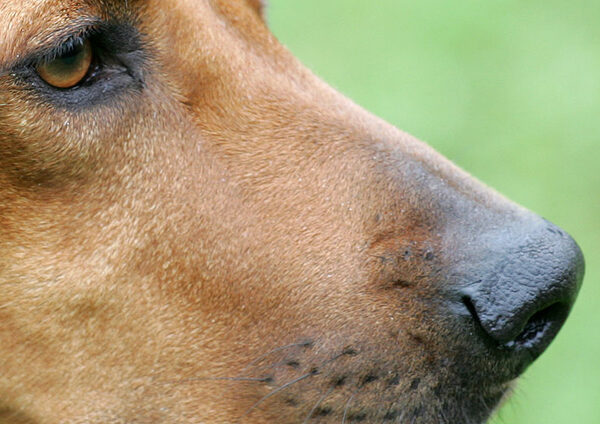 Kila looking pensive