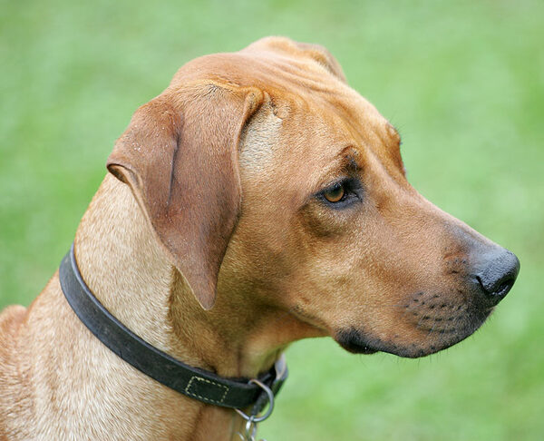 Kila watching the others at play