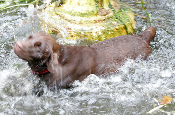 Holly in the Fountain