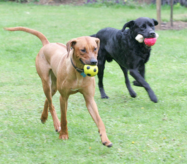 Otis with, as always, two balls and Simba running with the yellow ball