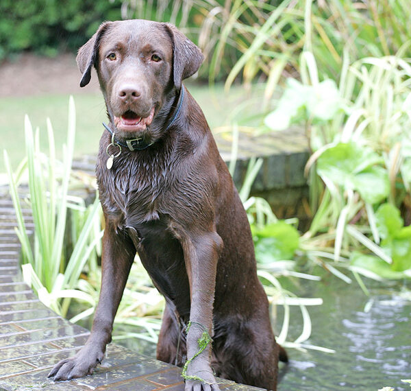 Branston Rising From The Fountain
