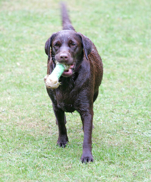 Holly With A Toy