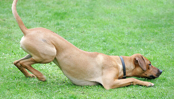 Simba taking time out chewing on the ball