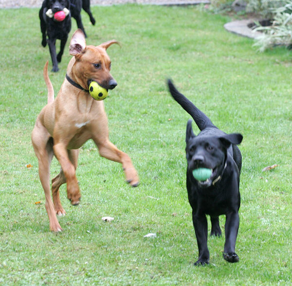 Simba, Harvey & Buddy and the great ball chase
