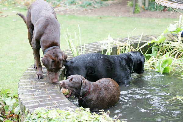 Buddy Holly & Branston splashing in the fountain