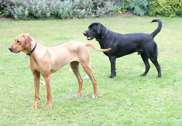 Simba & Buddy waiting for more balls