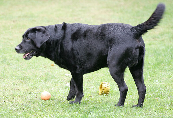 Cole eschewing all balls