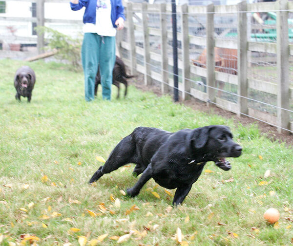 Buddy outrunning all the others