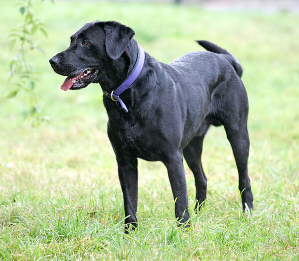 Harvey waiting and watching