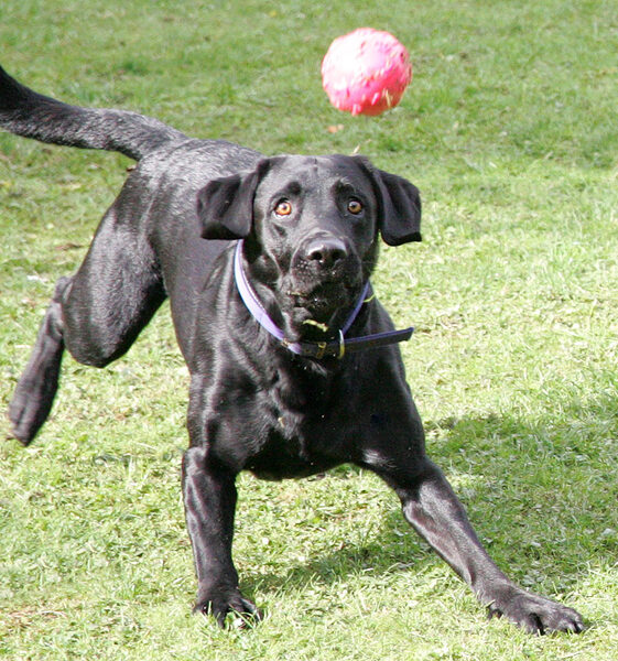 Harvey eye on the ball