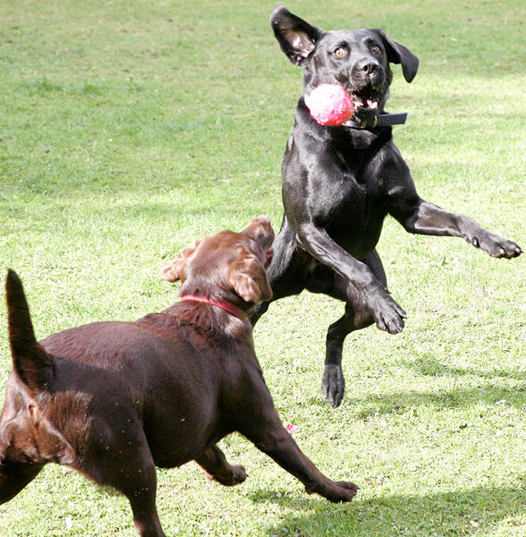 Harvey and Branston going for the ball