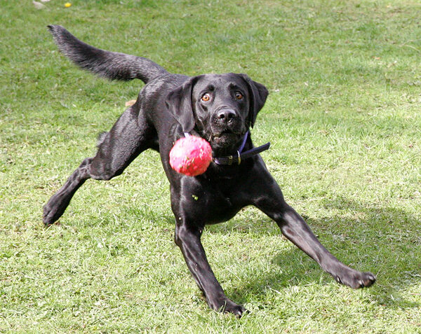 Harvey going for his favourite ball
