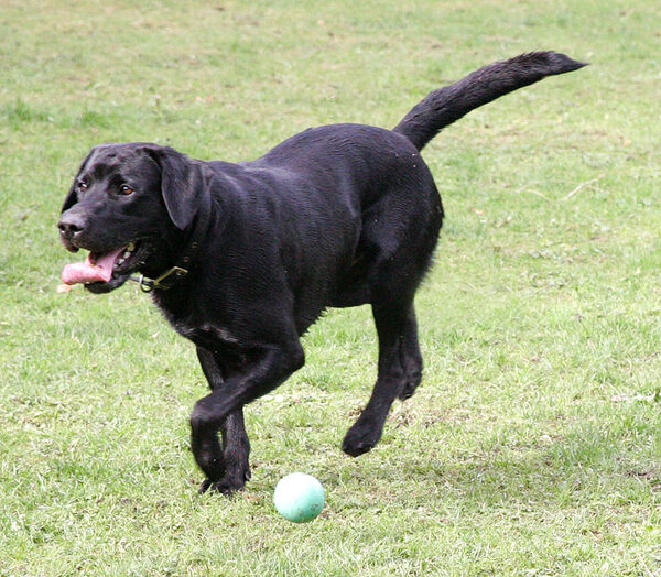 Buddy going for his ball