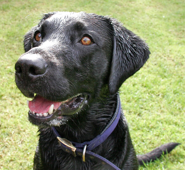 Harvey saying "gimme that cookie"