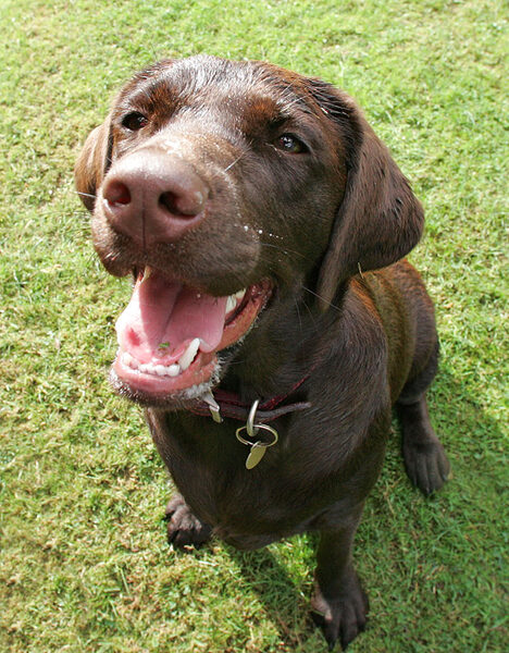 Happy Holly