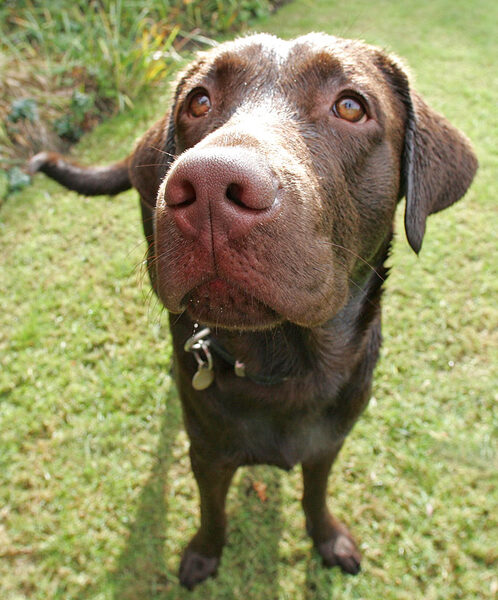 Branston