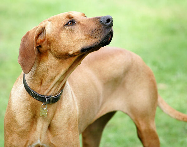 Kila sniffing the air