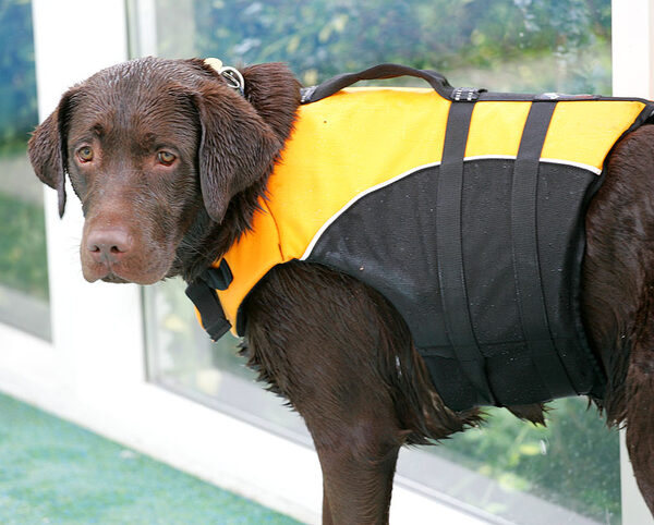 Branston in His Life Jacket