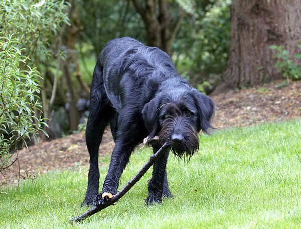 I've just gotta pull on this stick .........