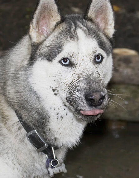 A face pack is good for the fur doncha know