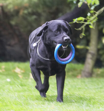 You can never have too many toys