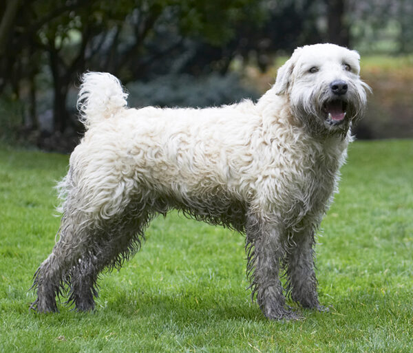 Every sytlish pooch should have a mud pack doncha know