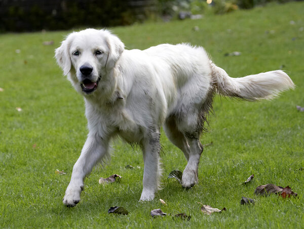 I'm just out for a trot