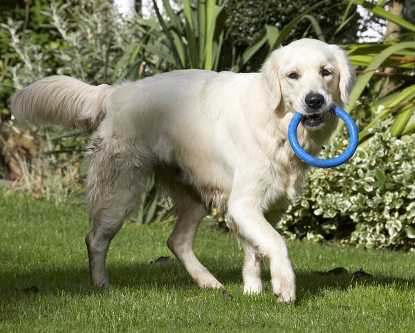 I'll just take this for a walk
