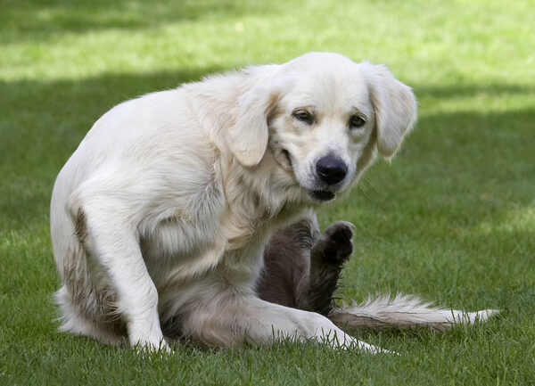 Oh, maybe if I put my face down to my paw.......