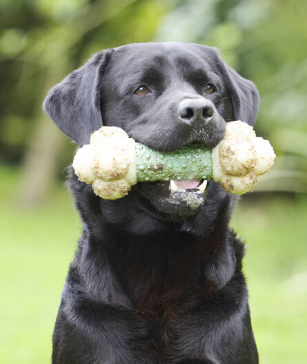 I'm waiting to see if it is worth dropping my bone