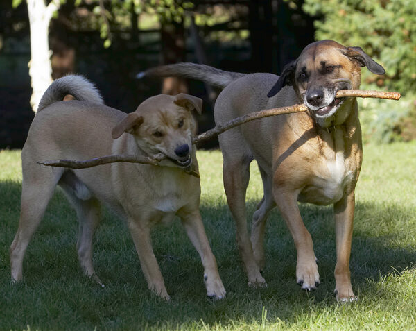 Let go you whippersnapper
