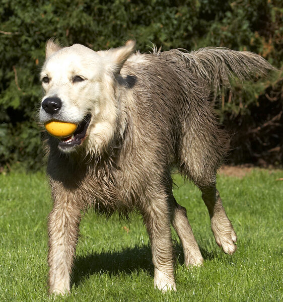 You think I'm bringing this ball back..........