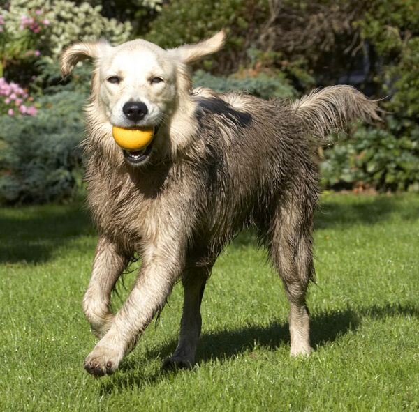 I'll give you the ball when I'm ready