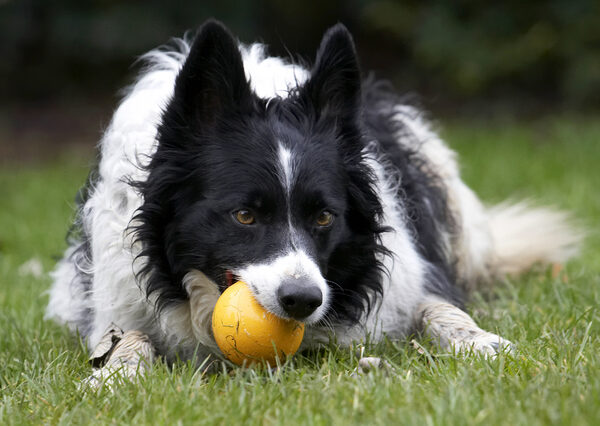 Think I'll stick to chewing