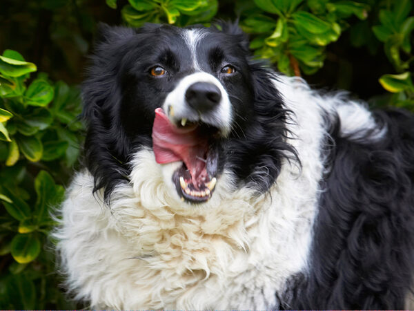 I knew I had a long tongue for something