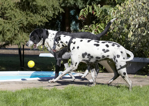 Quick get the ball