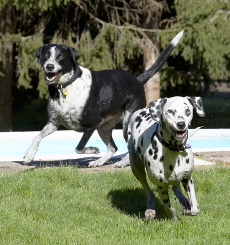 Come get the ball for us