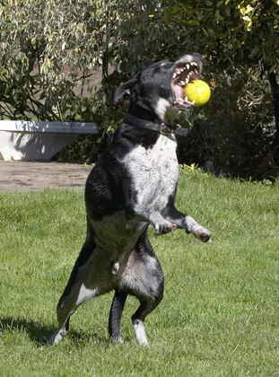 Hey, what a catch